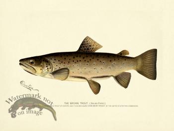 Trout - Brown